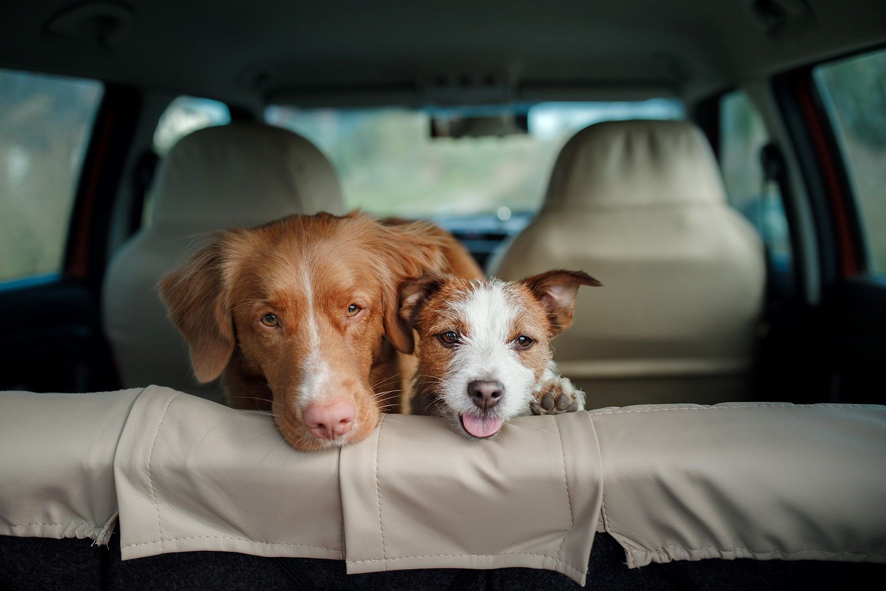 driving with pets
