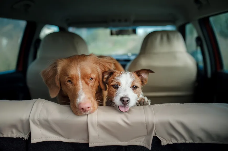 driving with pets